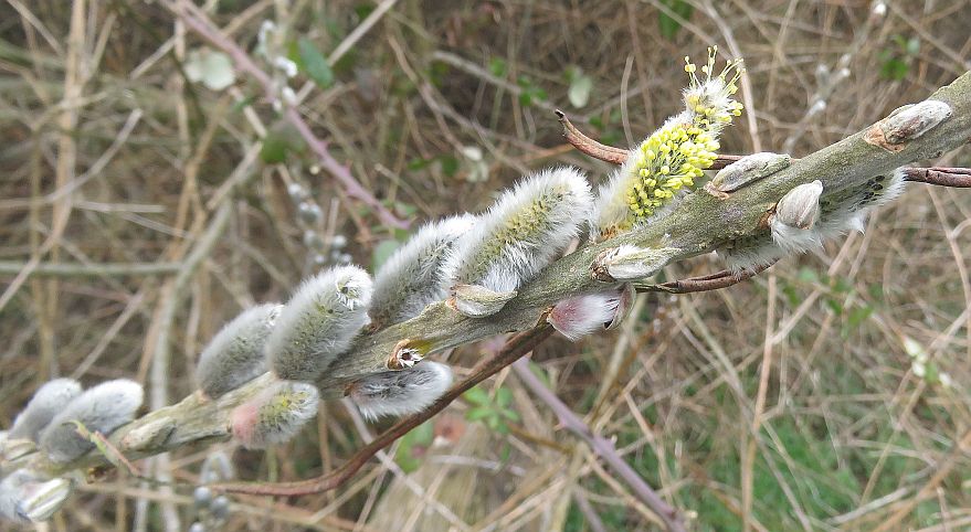 Pussy Willow 